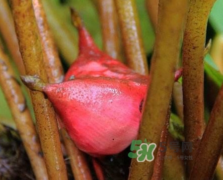 紅菱怎么吃？吃紅菱有什么好處？