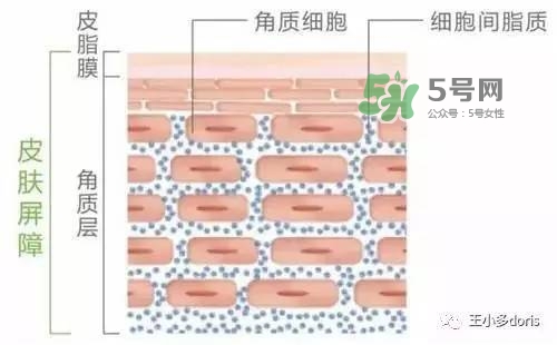 外油內干的皮膚怎么護理 先補水還是先控油
