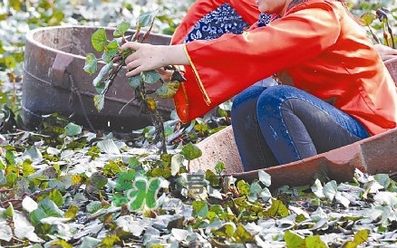 紅菱什么時候上市？什么時候采紅菱
