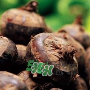野荸薺是什么樣子的？野荸薺的營養價值