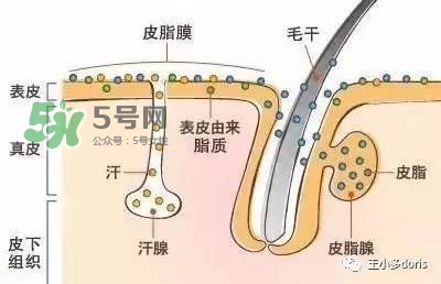 外油內干的皮膚怎么護理 先補水還是先控油