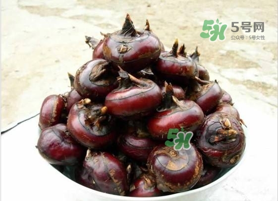 野荸薺是什么樣子的？野荸薺的營養價值