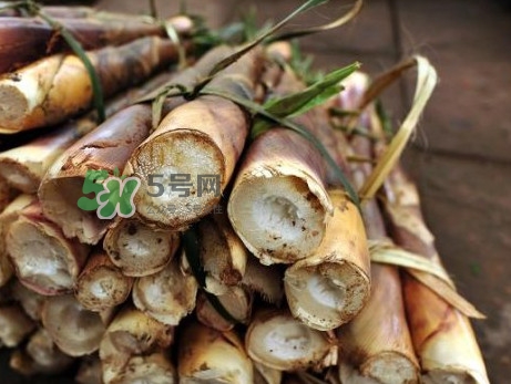 苦筍什么季節才有？苦筍什么時候成熟