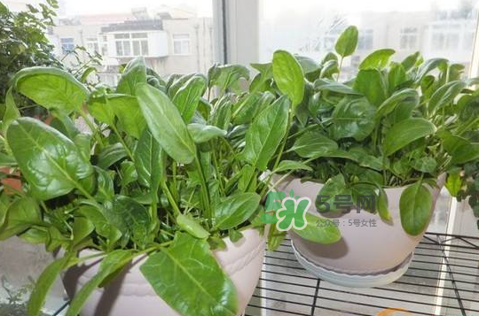 八月份可以種菠菜嗎？波菜8月中旬種可以嗎？