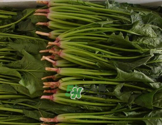 八月份可以種菠菜嗎？波菜8月中旬種可以嗎？