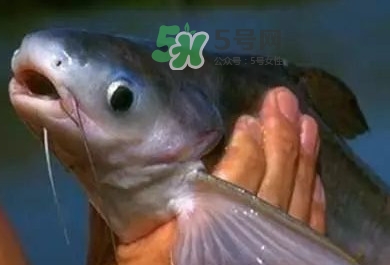 巴沙魚(yú)是鯰魚(yú)嗎？巴沙魚(yú)是海魚(yú)嗎