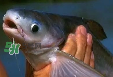 å·´æ²™é­šæœ‰åˆºå—Žï¼Ÿå·´æ²™é­šæœ‰å¯„ç”ŸèŸ²å—Ž