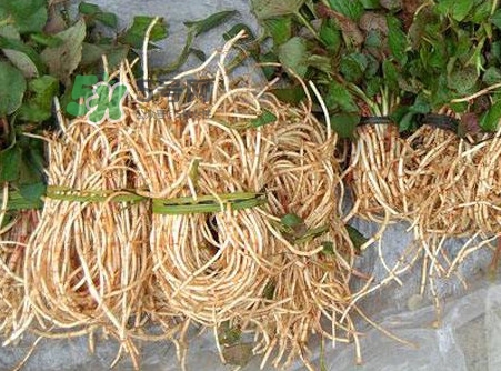 é­šè…¥è‰æœ‰æ¯’å—Žï¼Ÿé­šè…¥è‰æœ‰å‰¯ä½œç”¨å—Ž