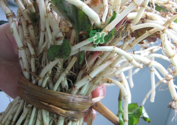 魚腥草干的好還是新鮮的好？干的魚腥草怎么吃最好