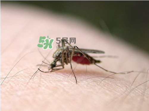 九月份還有蚊子嗎？9月份還有蚊子嗎？