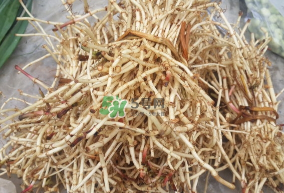 折耳根是什么？折耳根是哪里的特產？