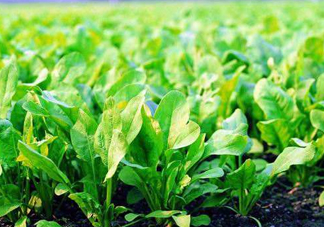 八月份可以種菠菜嗎？波菜8月中旬種可以嗎？