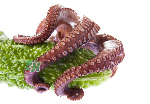 八爪魚什么季節最好吃？八爪魚什么時候有籽？