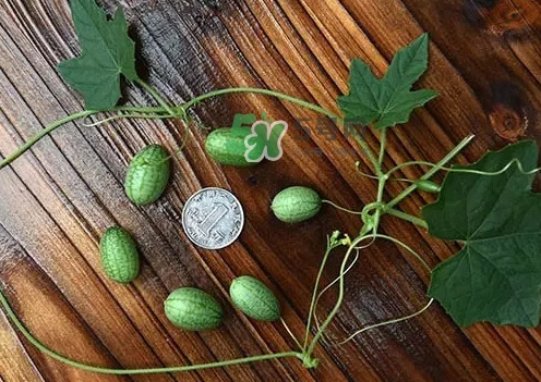 拇指西瓜多少錢一斤？拇指西瓜一口能吃幾個？
