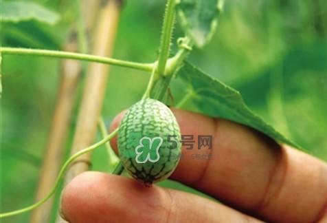 æ‹‡æŒ‡è¥¿ç“œæ€Žä¹ˆç¨®ï¼Ÿæ‹‡æŒ‡è¥¿ç“œç‚ºä»€ä¹ˆé‚£ä¹ˆå°