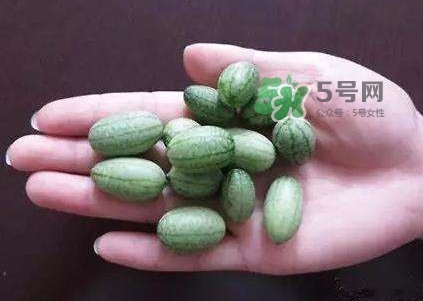 æ‹‡æŒ‡è¥¿ç“œæ€Žä¹ˆç¨®ï¼Ÿæ‹‡æŒ‡è¥¿ç“œç‚ºä»€ä¹ˆé‚£ä¹ˆå°