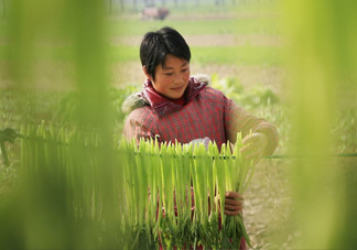 貢菜怎么保存？曬干的貢菜怎么泡發