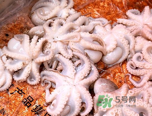 八爪魚可以冷凍嗎？八爪魚可以放冰箱嗎？