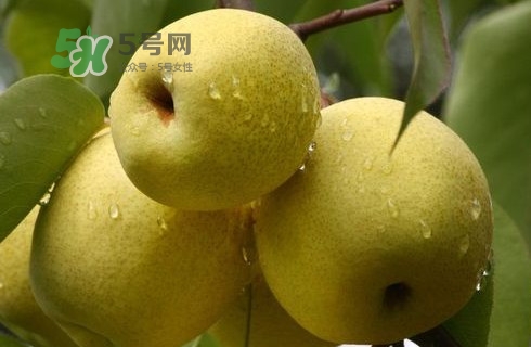 æ¢¨å­å¤šå°‘éŒ¢ä¸€æ–¤ï¼Ÿçš‡å† æ¢¨å¤šå°‘éŒ¢ä¸€æ–¤ï¼Ÿ