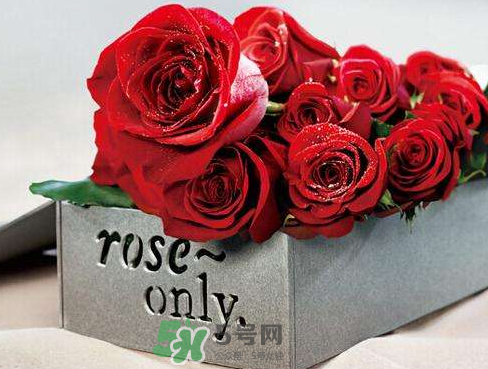 roseonly怎么樣？roseonly好看嗎？