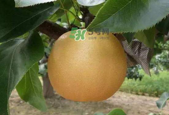豐水梨什么時候上市？豐水梨幾月份成熟？