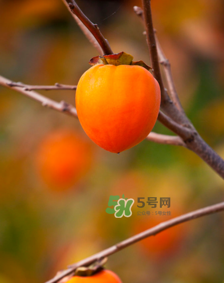 脆柿子好吃還是軟柿子好吃？脆柿子和軟柿子哪個好吃？
