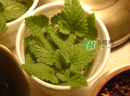 貓薄荷人能吃嗎？貓薄荷能吃嗎？