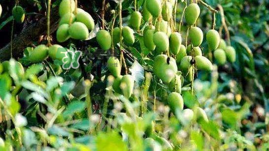 孕晚期能吃芒果嗎？孕晚期吃了很多芒果對胎兒好嗎？