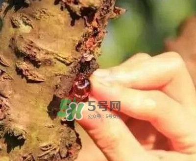 桃膠是桃樹上的膠嗎？桃膠是什么味道