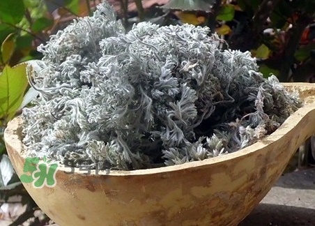 白蒿的營養價值_白蒿的功效與作用及食用方法