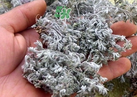 白蒿的營養價值_白蒿的功效與作用及食用方法