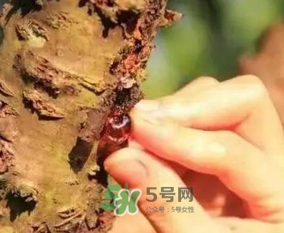 桃膠適合什么人吃？吃桃膠會(huì)上火嗎？