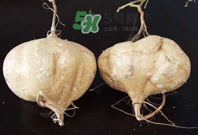 涼薯是什么東西？涼薯是地瓜嗎？