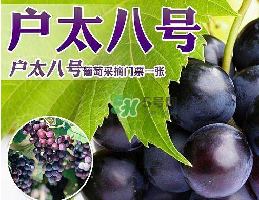 戶太八號(hào)多少錢一斤？戶太八號(hào)為什么在全國很有名？