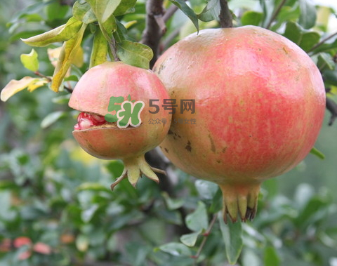 石榴為什么會(huì)爛？石榴怎么存放不會(huì)爛？