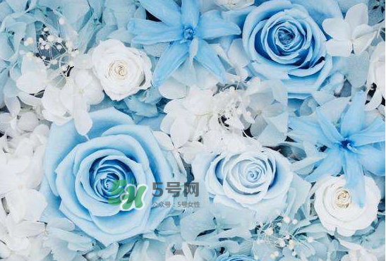 野獸派永生花會死嗎？野獸派永生花是什么？