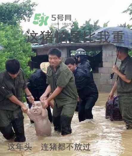 網紅小豬表情包為什么火了？網紅小豬表情包怎么火的？