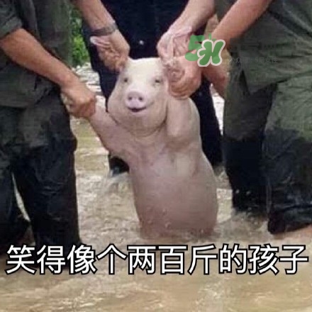 網紅小豬表情包為什么火了？網紅小豬表情包怎么火的？