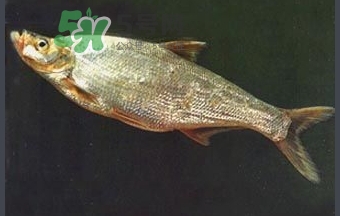 刁子魚是秋刀魚嗎？刁子魚是海魚嗎？