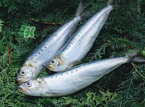 沙丁魚和秋刀魚有什么不一樣？秋刀魚和沙丁魚的區(qū)別