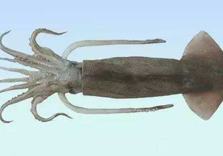 筆管魚是魷魚嗎？筆管魚和魷魚的區別