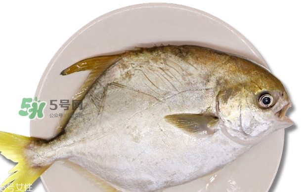 金鯧魚是海魚嗎？金鯧魚的刺多嗎？