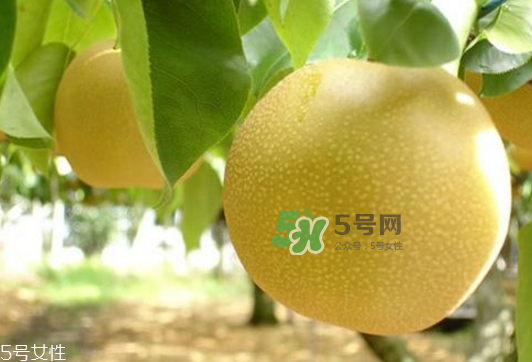 貢梨可以做冰糖雪梨嗎？貢梨可以燉川貝嗎？