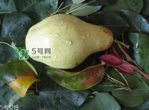 巴梨的營養價值 巴梨的功效和作用