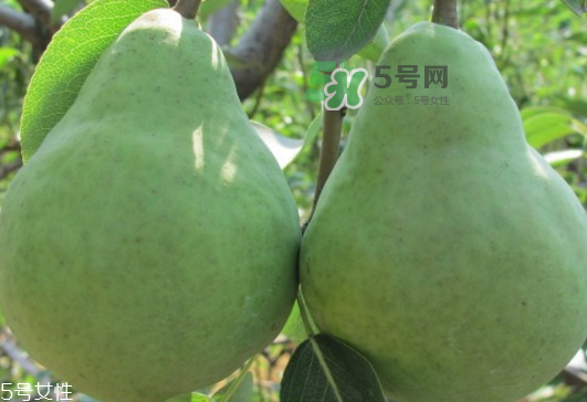 巴梨怎么吃？巴梨是熱性還是涼性的？