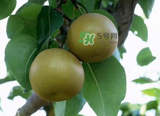 沙梨孕婦可以吃嗎？沙梨的功效與作用