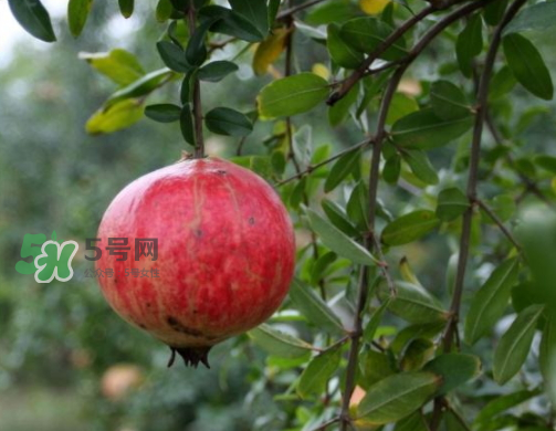 河陰石榴什么時(shí)候成熟？河陰石榴多少錢一斤？