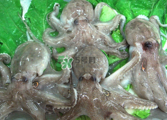 章魚會咬人嗎？章魚會吃人嗎