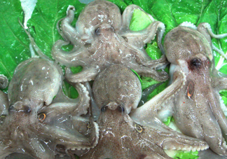 章魚會咬人嗎？章魚會吃人嗎
