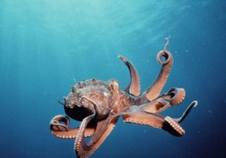 章魚是墨魚嗎？章魚有哪些特性